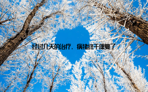 经过几天的治疗, 病猪终于康复了