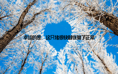 幸运的是, 这只猪很快就恢复了正常