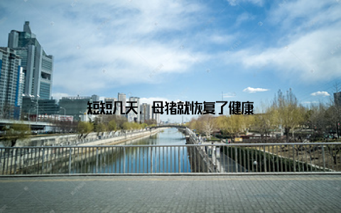 短短几天, 母猪就恢复了健康