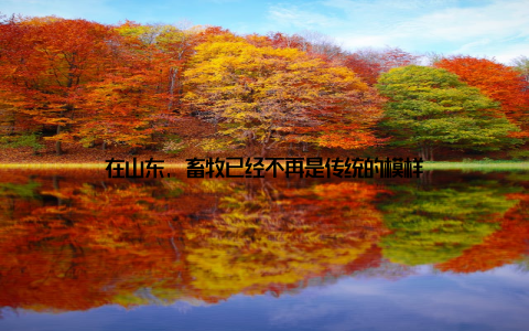 在山东, 畜牧已经不再是传统的模样