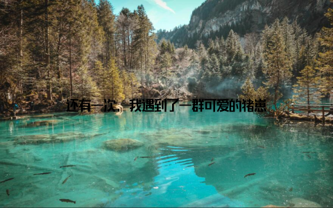 还有一次, 我遇到了一群可爱的猪崽